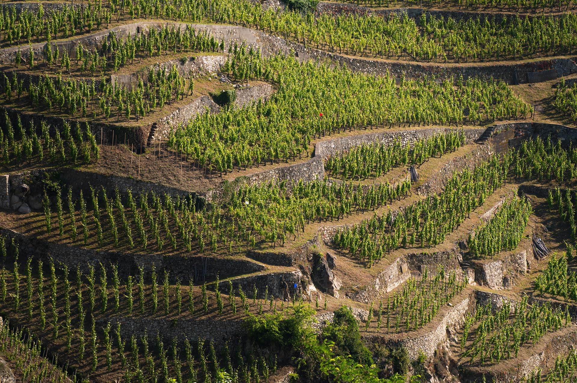 Les coteaux du Rhône nord, entre Condrieu et Côte-Rôtie