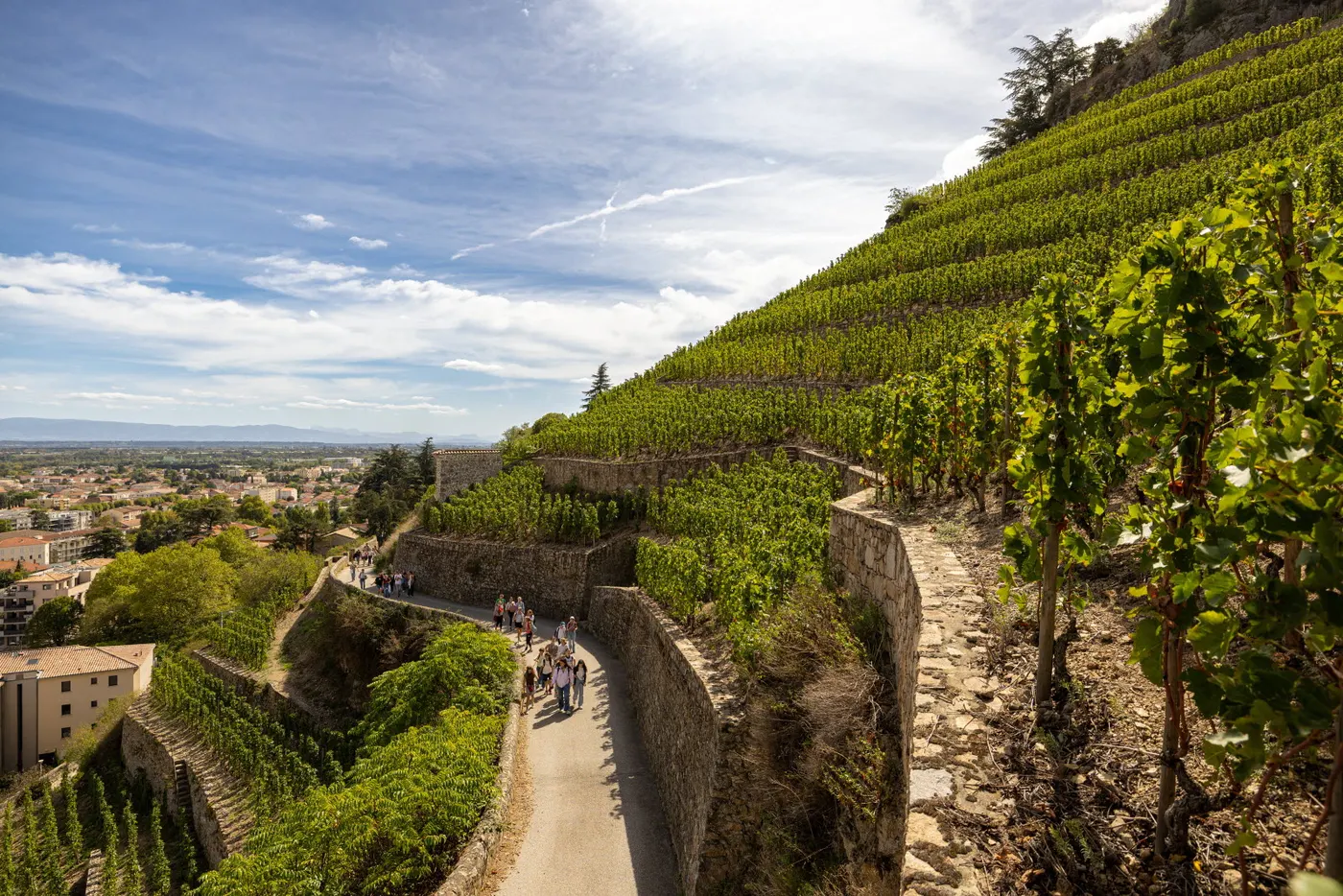 Terraced vineyards above the Rhône, near Lyon
